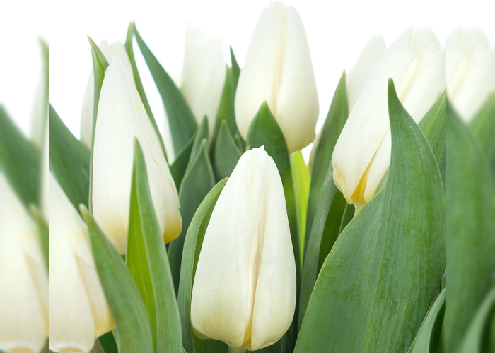 Tulips White Prince