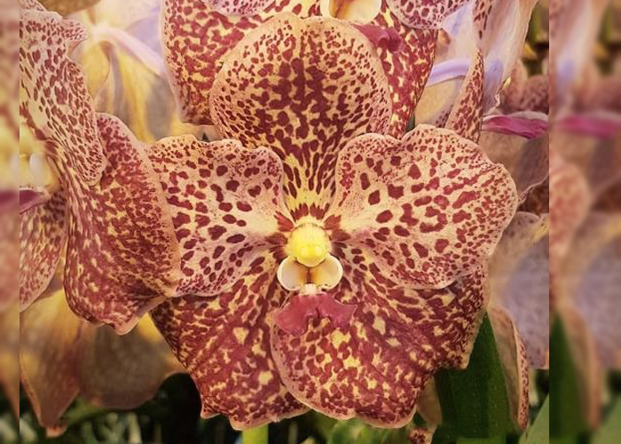 Orchid Vanda Purple Red 359