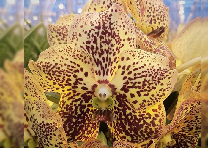 Orchid Vanda Sunanda Yellow Spot 481