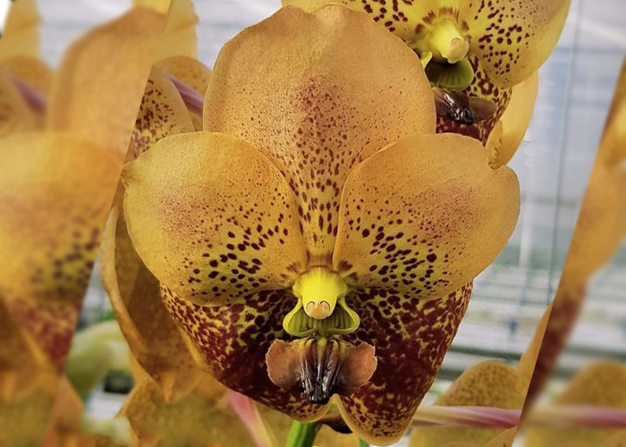 Orchid Vanda Two Tone Yellow Orange 607