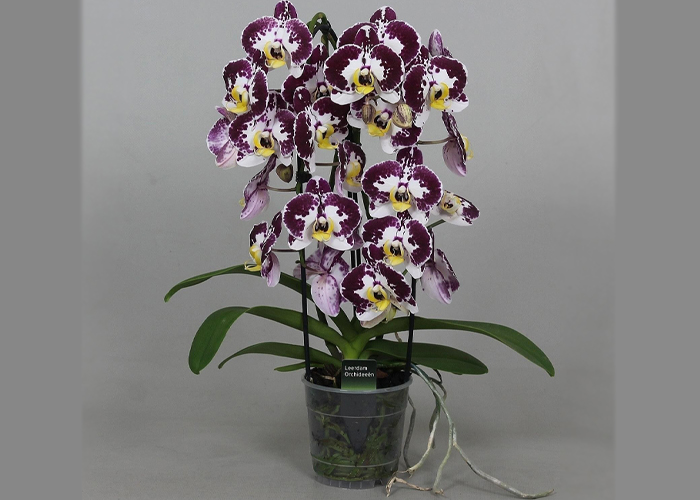 Phalaenopsis Bellicose