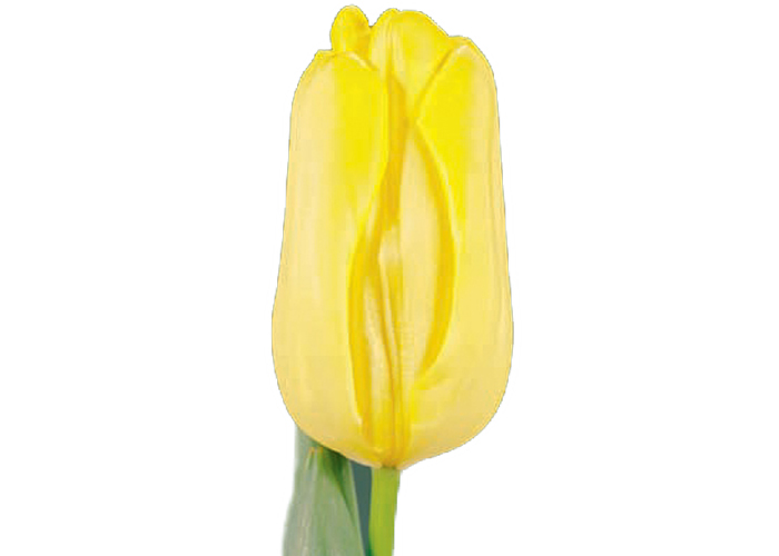 Tulips Agrass Gold