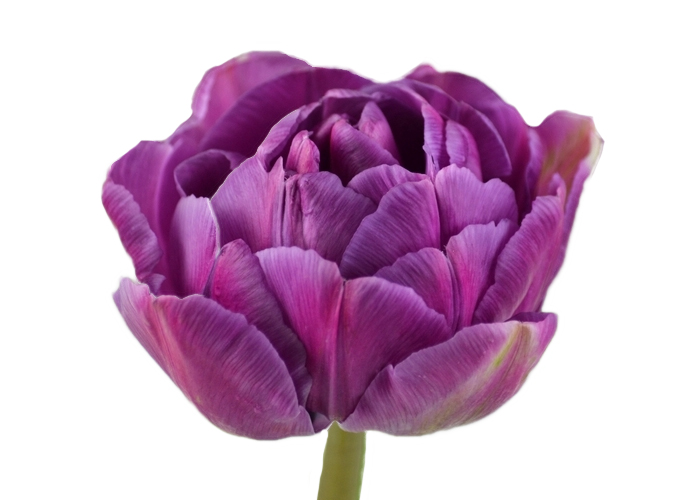 Tulips Blue Diamond double