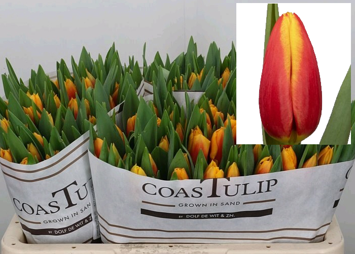 Tulips Bombita