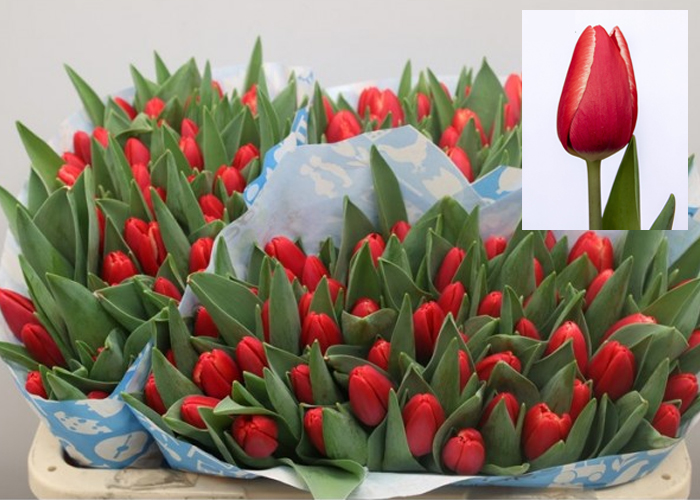 Tulips Kong Fu