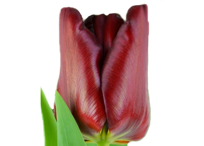 Tulips Mascara