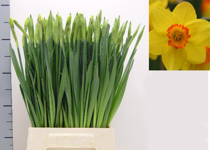 Daffodil Pinza