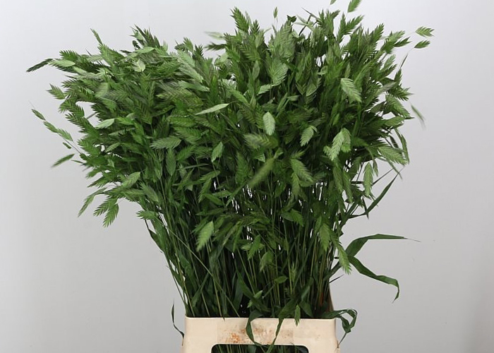 Grasses ornamental Chasmantium Latifolium Dyed Green