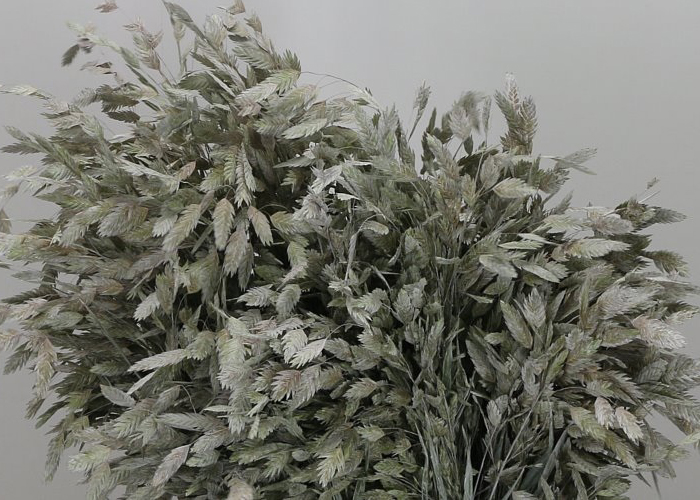 Grasses ornamental Chasmantium Latifolium Dyed White