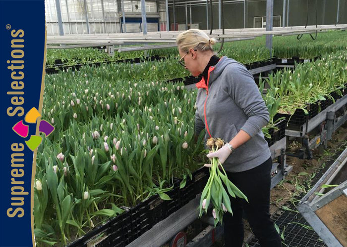 Triflor - Tulips - Tulpen - kwekersbezoek - grower visit (5)b