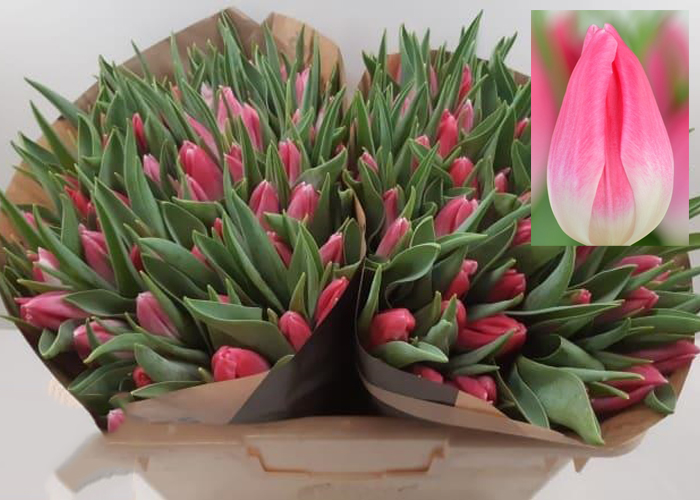 Tulips Bolroyal Pink