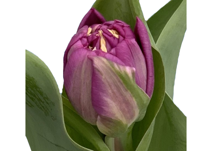 Tulips Castella double