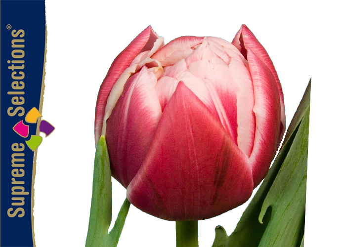 Tulips Columbus double