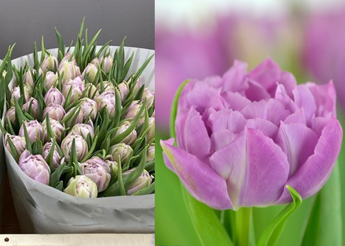 Tulips Master Price double