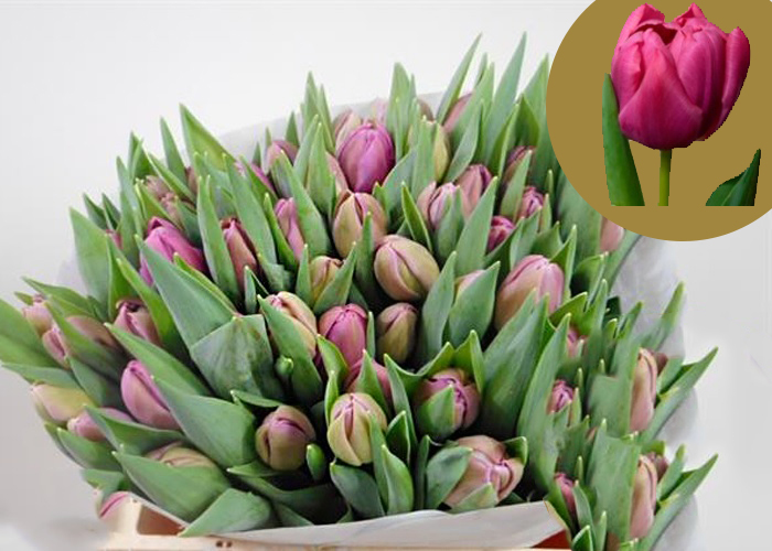 Tulips Sorbonne double