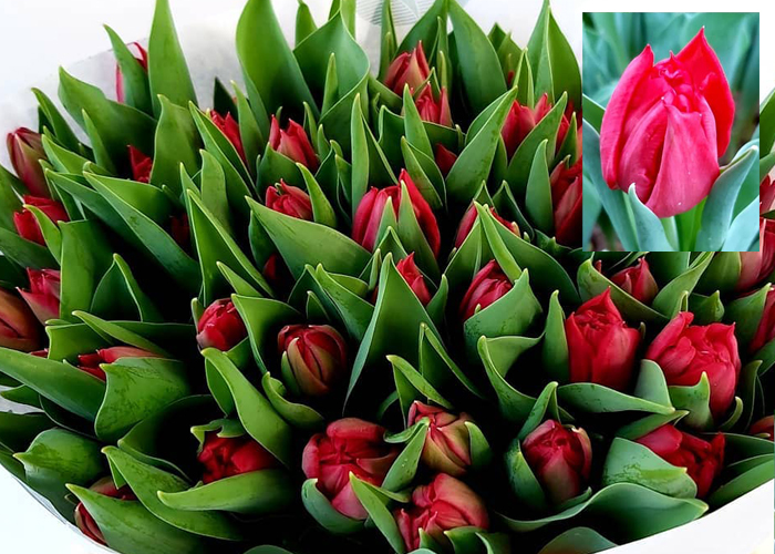 Tulips Top Secret double
