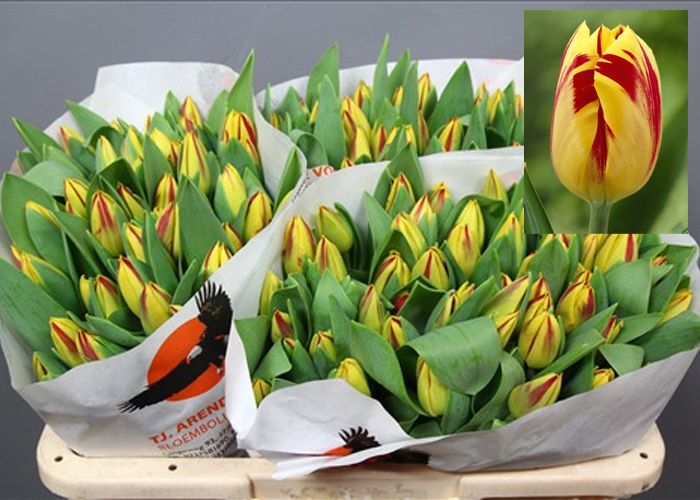 Tulips Washington