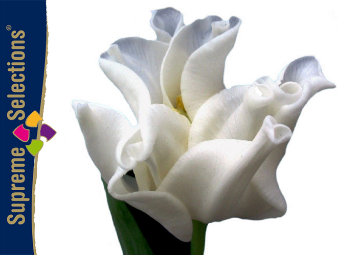 Tulips White Liberstar