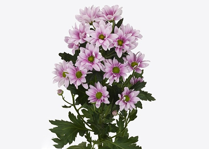 Chrysanthemum Otis - Available from this Friday