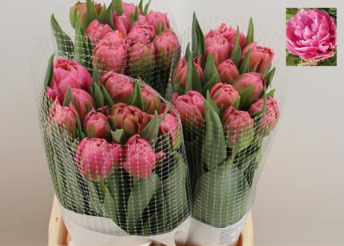 French Tulips Strawberry Cream Double