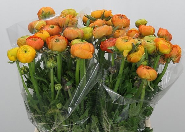 Ranunculus Aazur Orange - Seizoen Holland - beperkt b