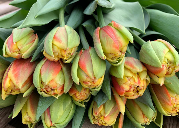 Tulips Cannonball double