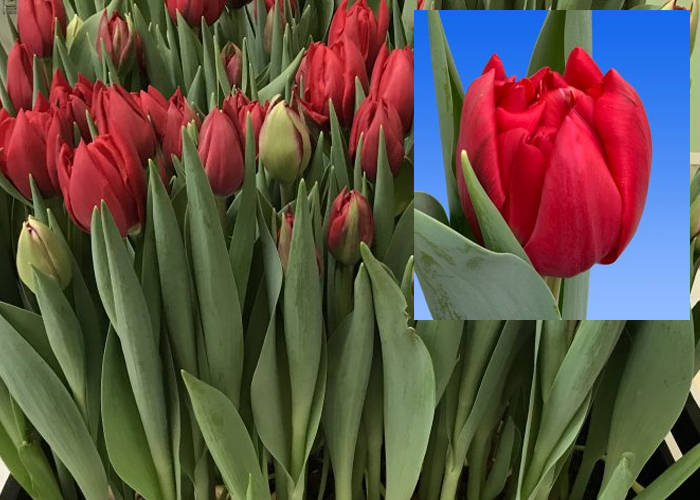 Tulips Hattrick double