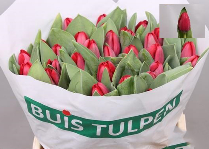 Tulips Red Charm