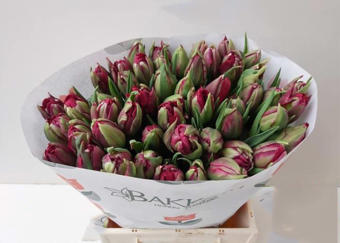 Tulips Red Pion double