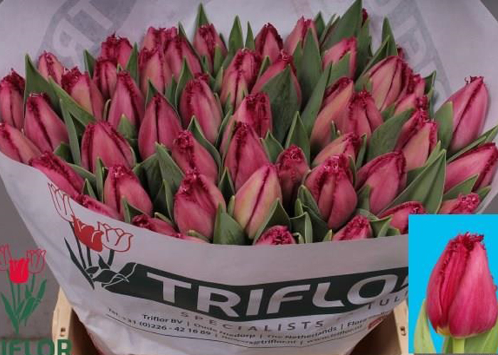 Tulips San Cristina frilled
