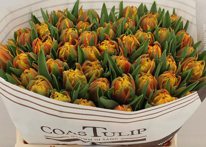 Tulips Spain double