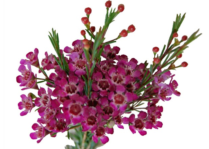 Waxflowers Purple Pride - 60 cm