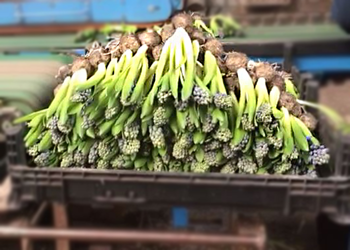 De Groot Hyacinthus