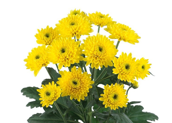 Chrysanthemum Ibis Sunny