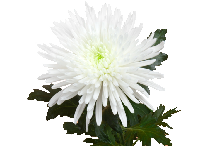 Chrysanthemum Topspin -1hd
