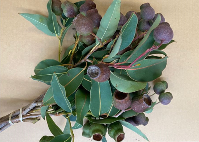 Eucalyptus Calophylla+berry