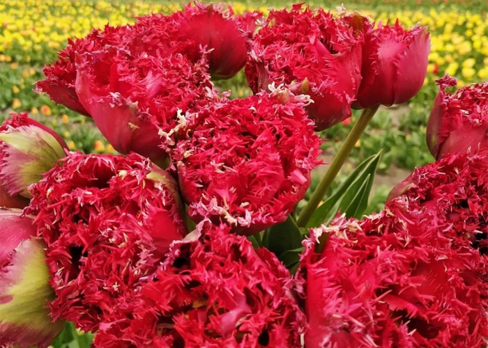 French Tulips Qatar Double frilled