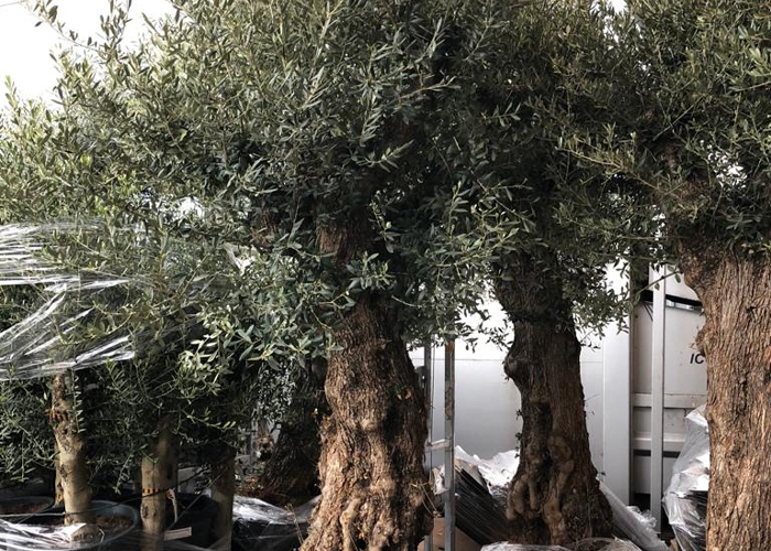 Olive Trees (1)