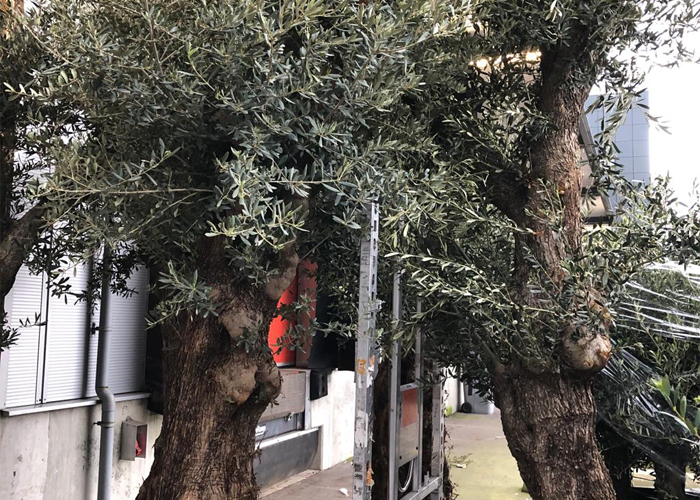 Olive Trees (7)