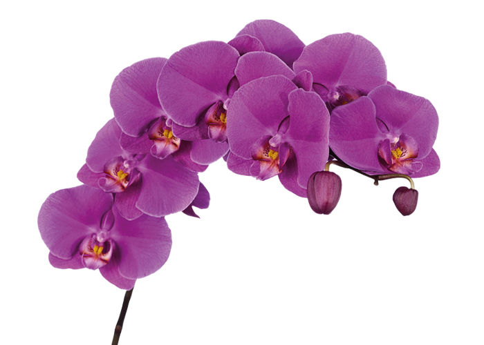 Orchid Phalaenopsis Buffalo