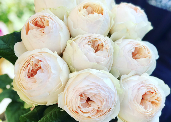 Roses Emma Woodhouse - Limited availability