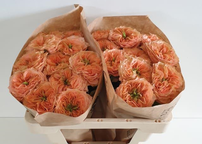 Roses Living Coral - Limited available