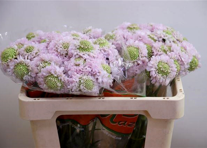 Scabious Clive Greaves pale pink