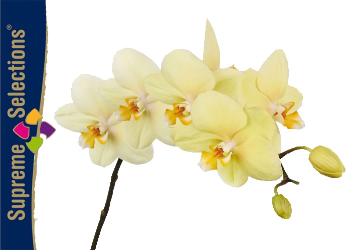Supreme Selections Orchid Phalaenopsis Detroit