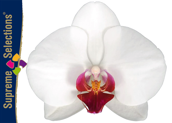Supreme Selections Orchid Phalaenopsis Red Lips