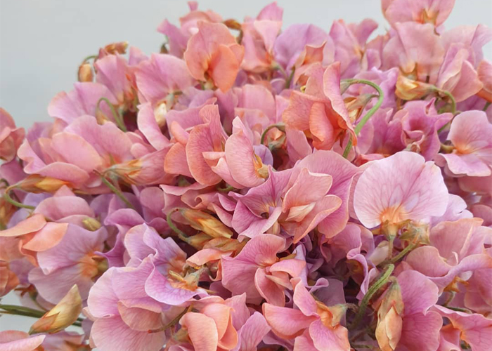 Sweet Pea latifolius Dyed Lavendel Magic