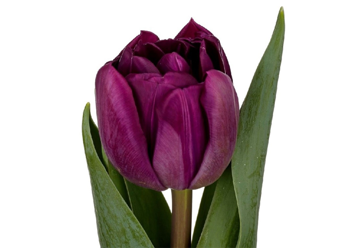 Tulips Cassandra double