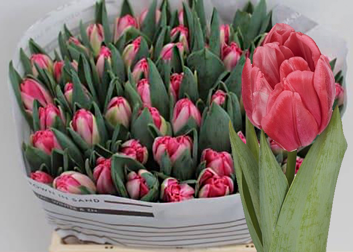 Tulips Pink Foxtrot double