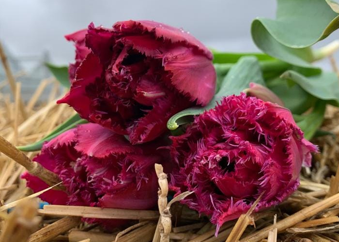 Tulips frilled Cranberry Tristle double