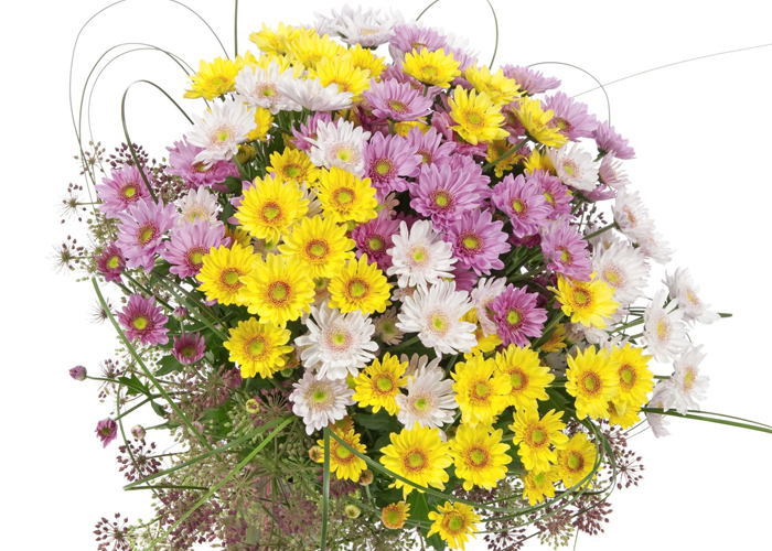 deliflor Samos_mix chrysanthemums yellow white